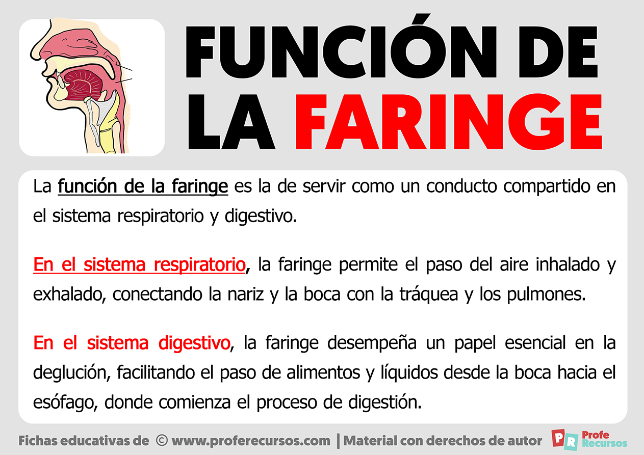 Funcion de la faringe