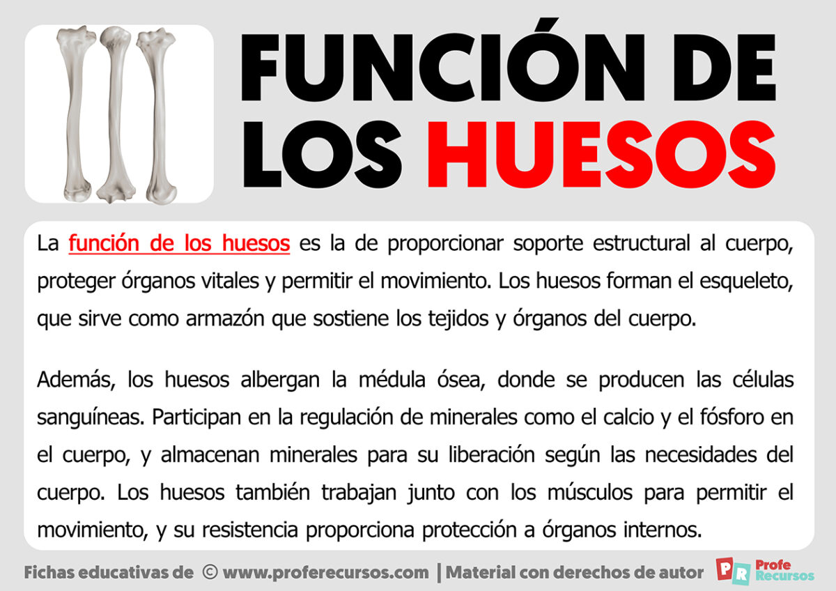 Función De Los Huesos 6782