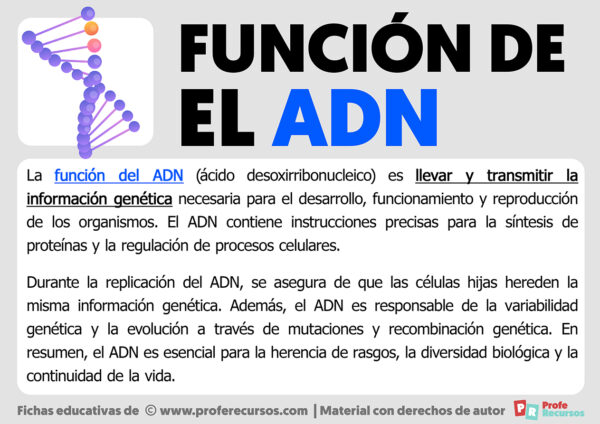 Función Del Adn