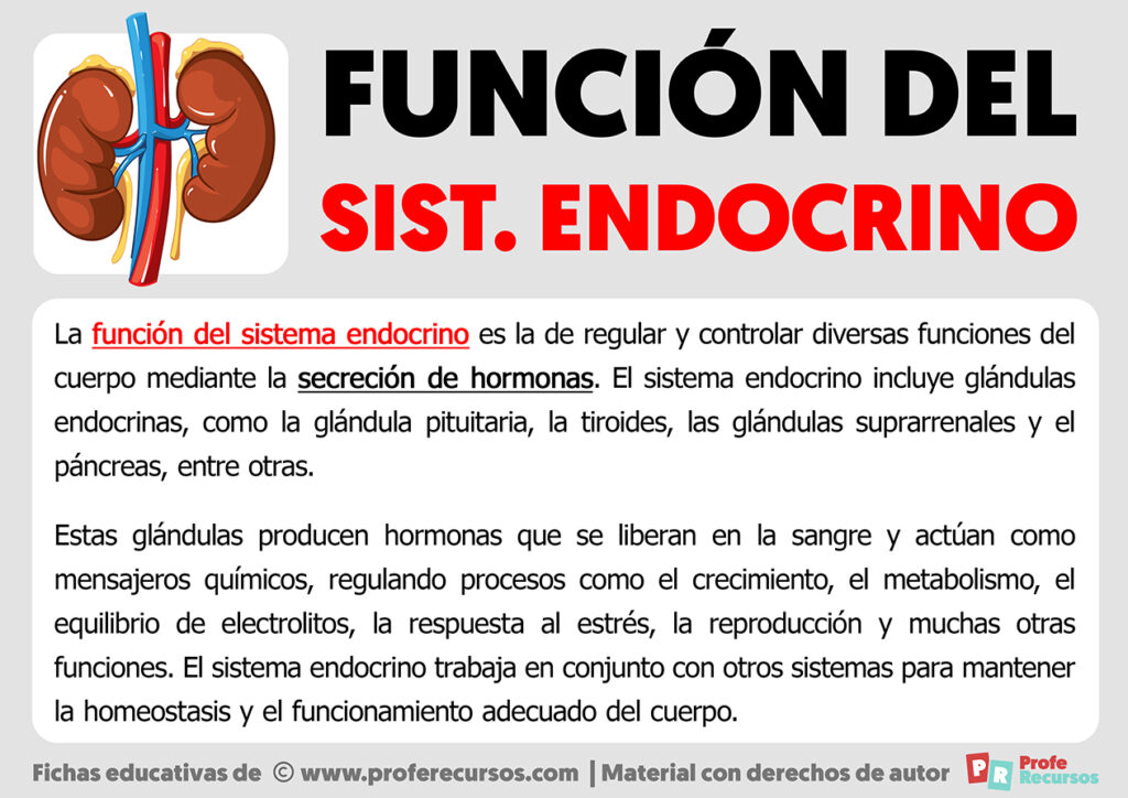 Función Del Sistema Endocrino 