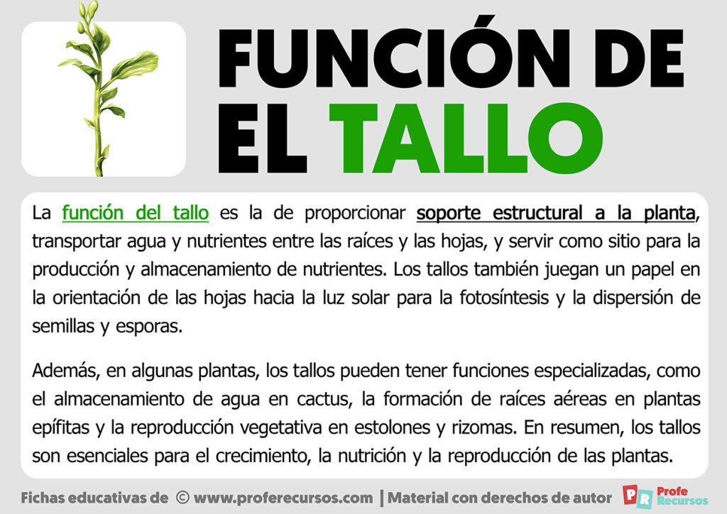 Función Del Tallo 1716