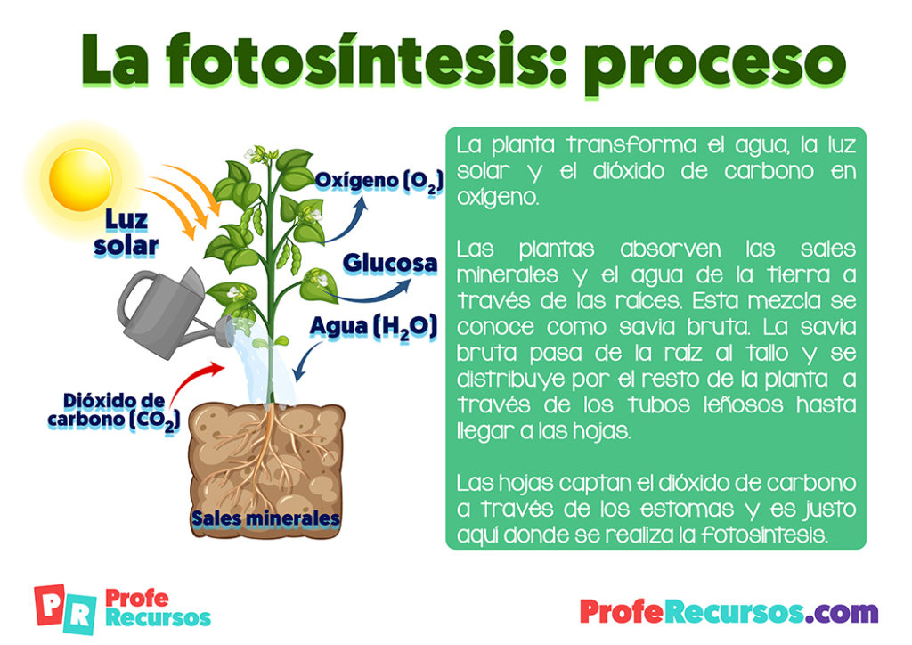 La Fotosíntesis De Las Plantas | Ciencias Naturales | Primaria