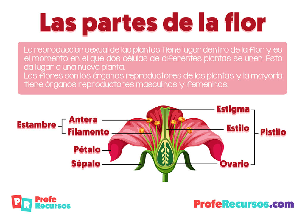 Partes De La Flor | Ciencias Naturales | Educación Primaria