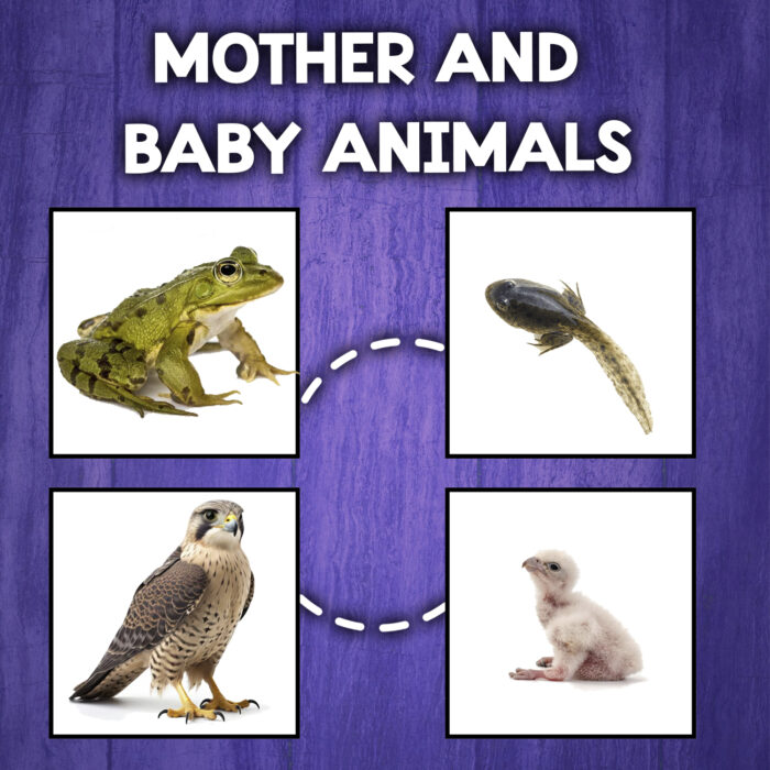 Madres y bebes animales