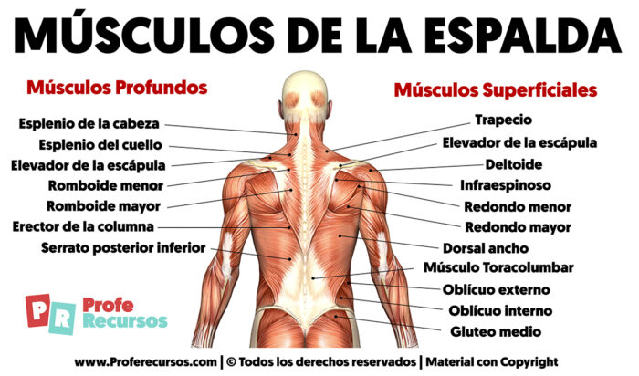 M Sculos De La Espalda Nombres Y Funciones