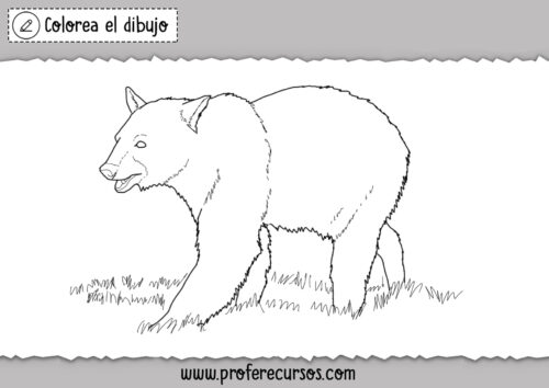 DIBUJOS de OSOS para colorear | Láminas de Osos para pintar