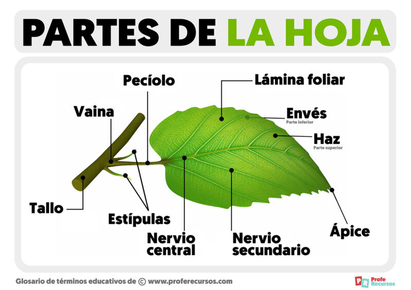 Partes De Una Hoja 