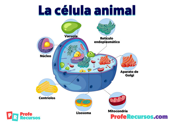 Célula Animal Y Célula Vegetal | Anatomía, Estructura Y Partes