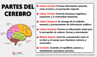 Las Partes Del Cerebro Y Sus Funciones