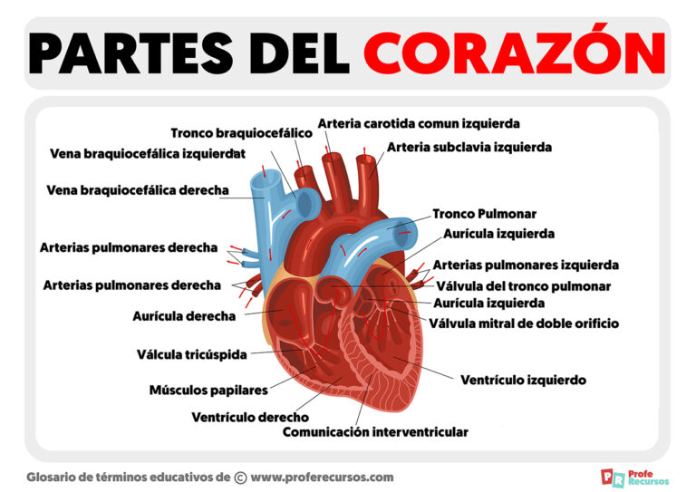 Partes Del Corazón 8087