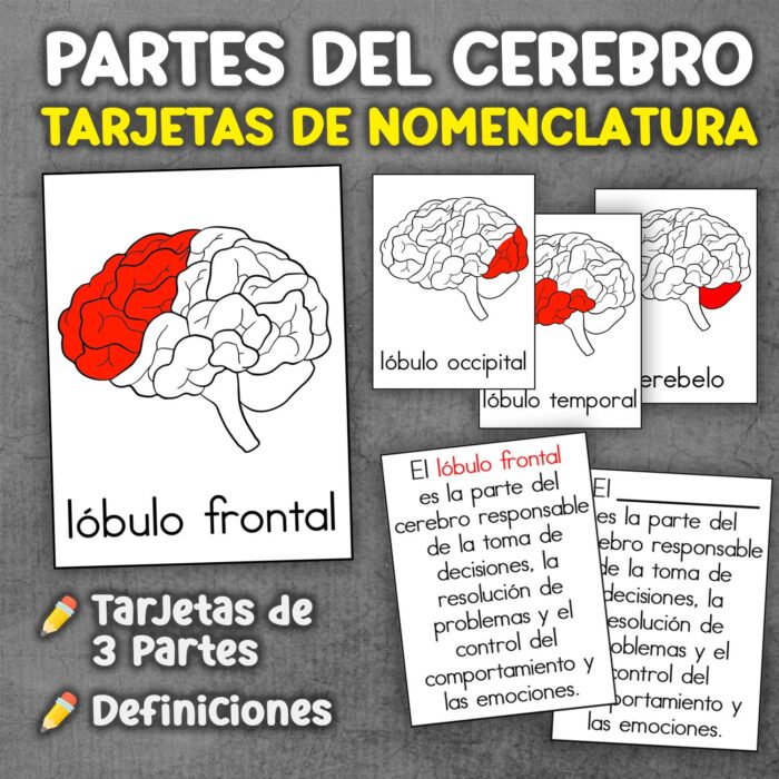 Partes del cerebro