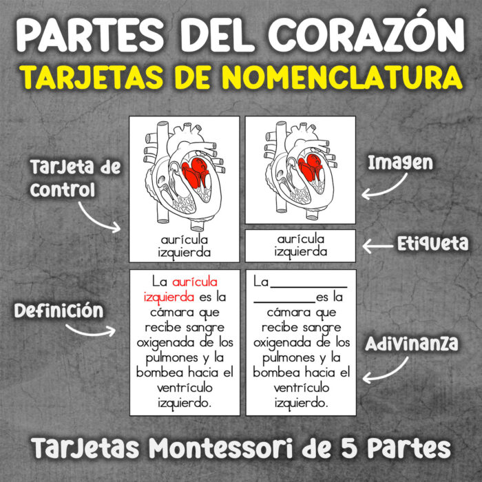 Partes del corazon flash cards