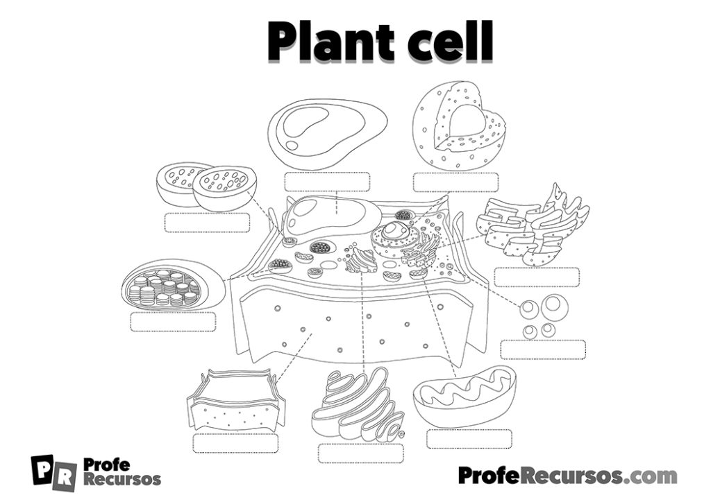 plant-cell-worksheet