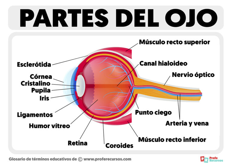 Partes Del Ojo Estructura Del Ojo