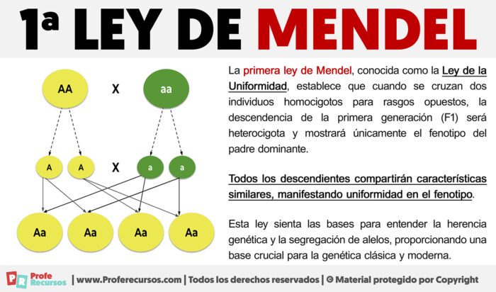 Primera Ley De Mendel La 1ª Ley De Mendel