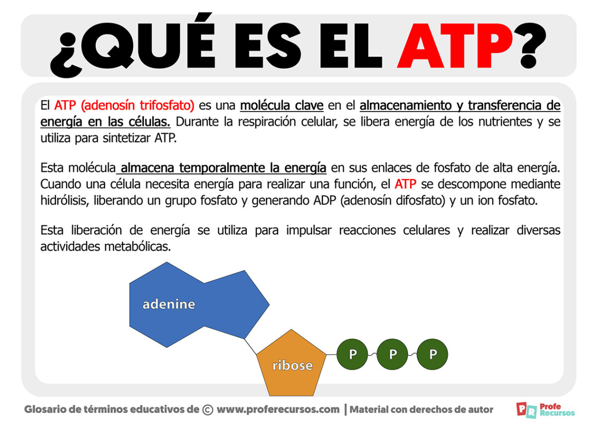 Que Es Un Atp En Biologia - Image To U