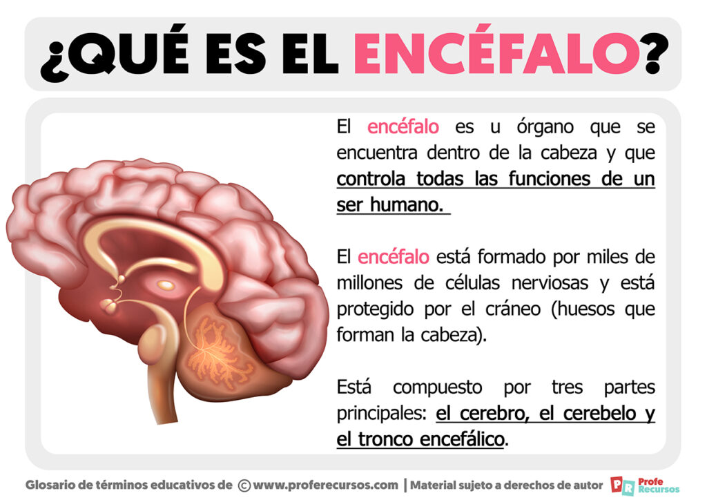 Que Es El Encefalo – Howtodoes