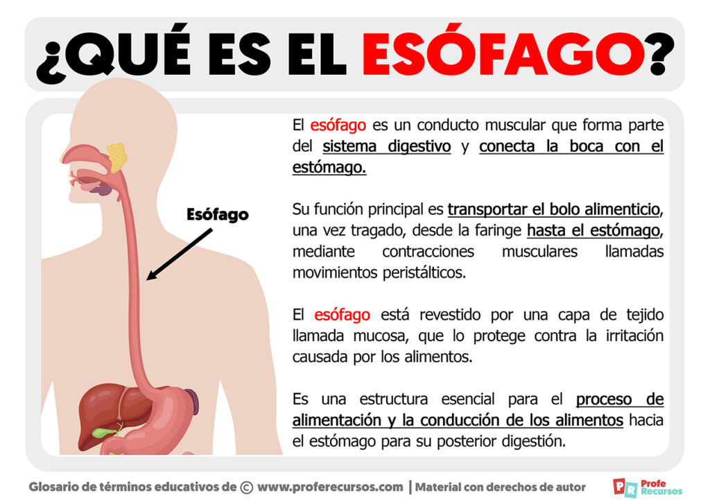 Qué es el Esófago Definición de Esófago