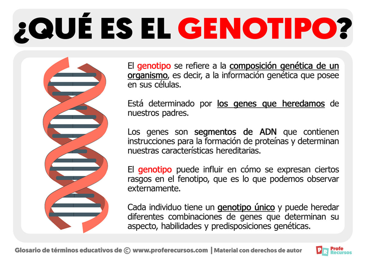 Qué Es El Genotipo Definición De Genotipo 7732