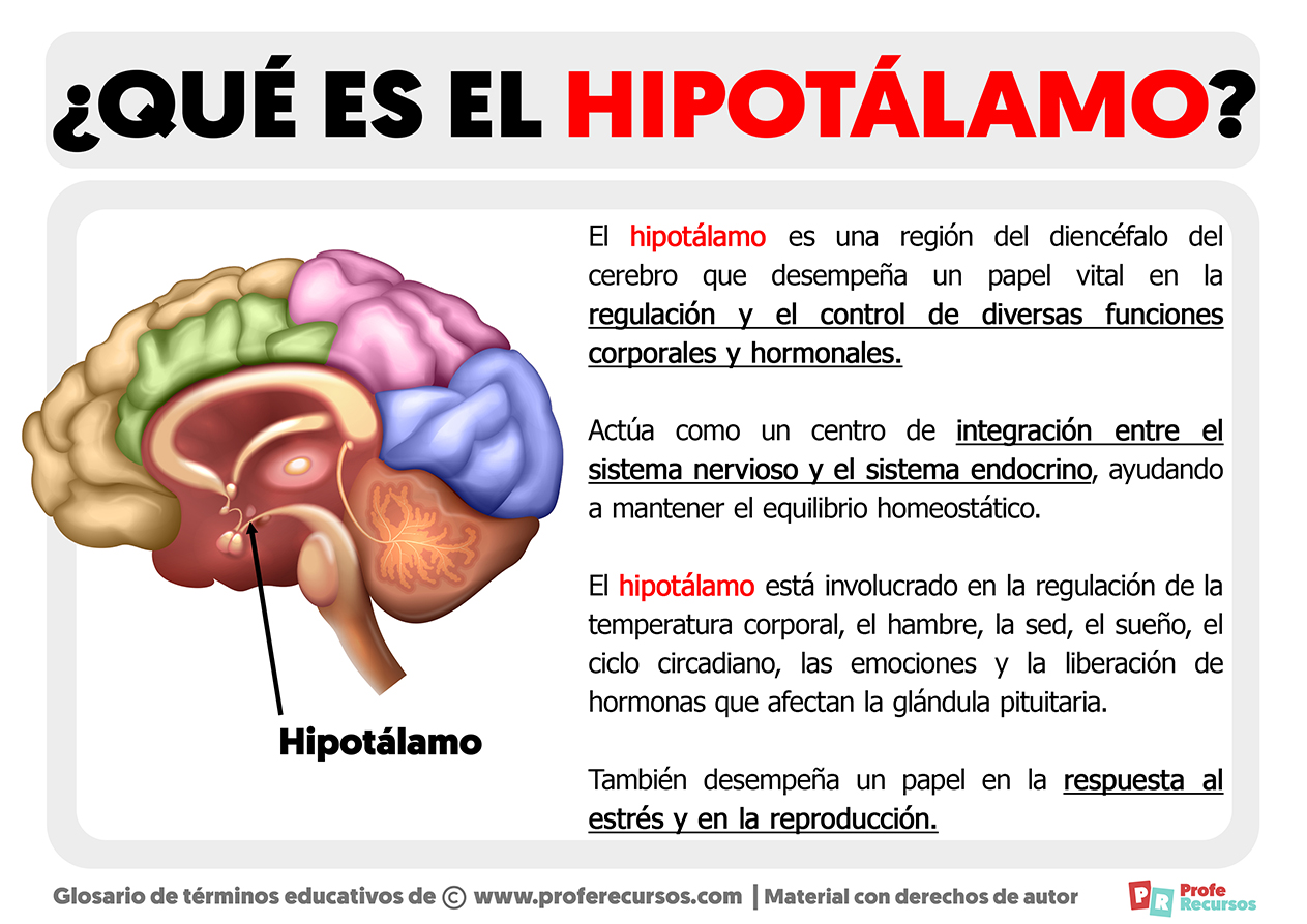 Qué es el Hipotálamo | Definición de Hipotálamo