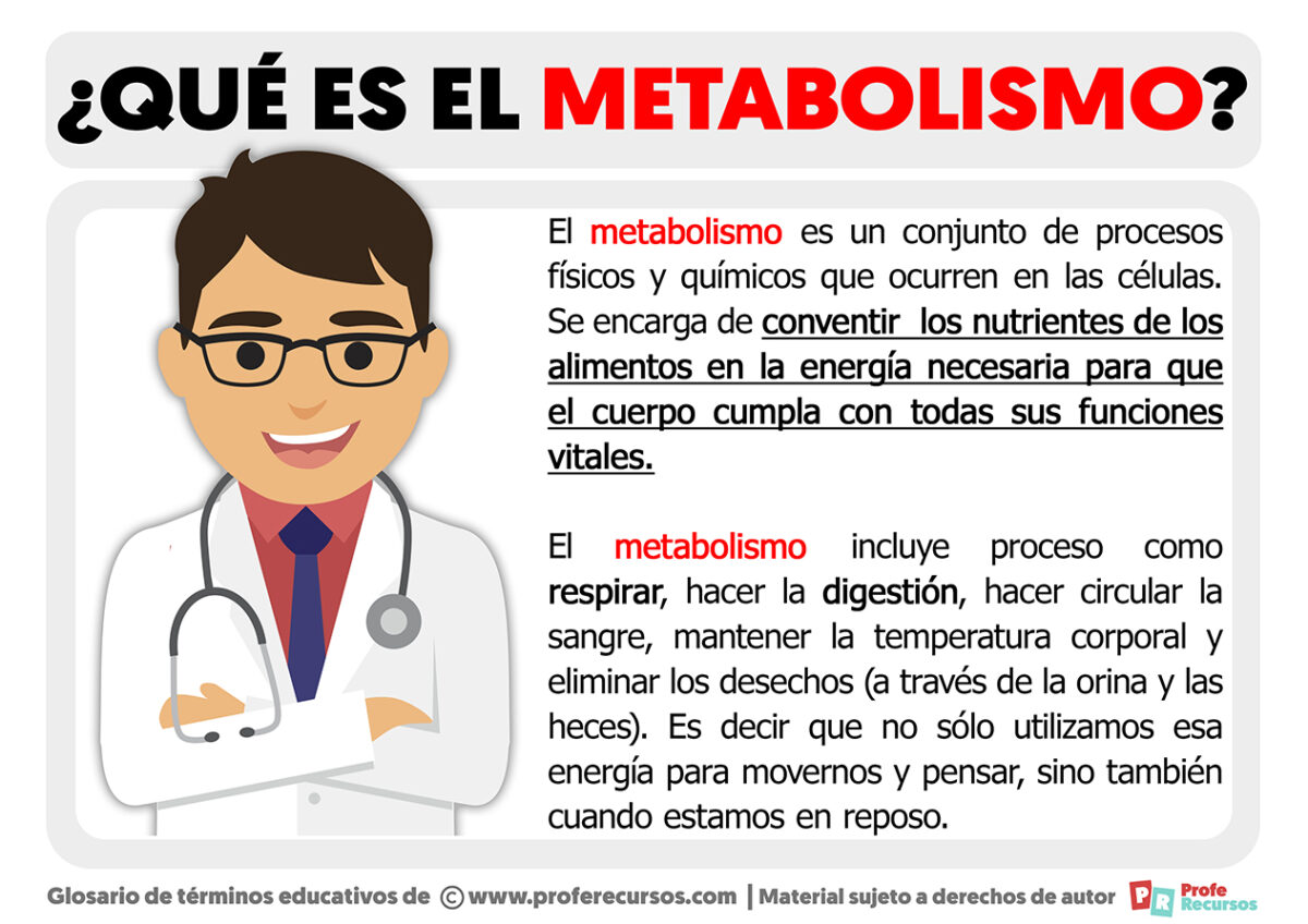 ¿qué Es El Metabolismoemk 9247