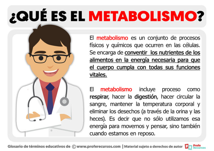 ¿qué Es El Metabolismoemk 0628