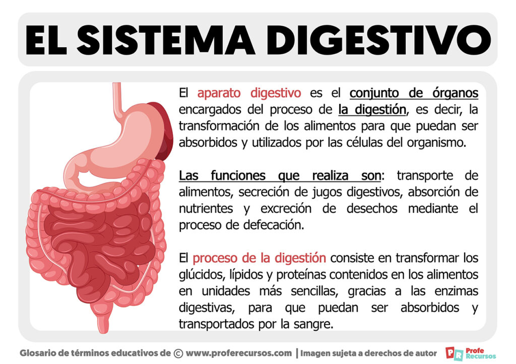 ¿Qué Es El Sistema Digestivo?