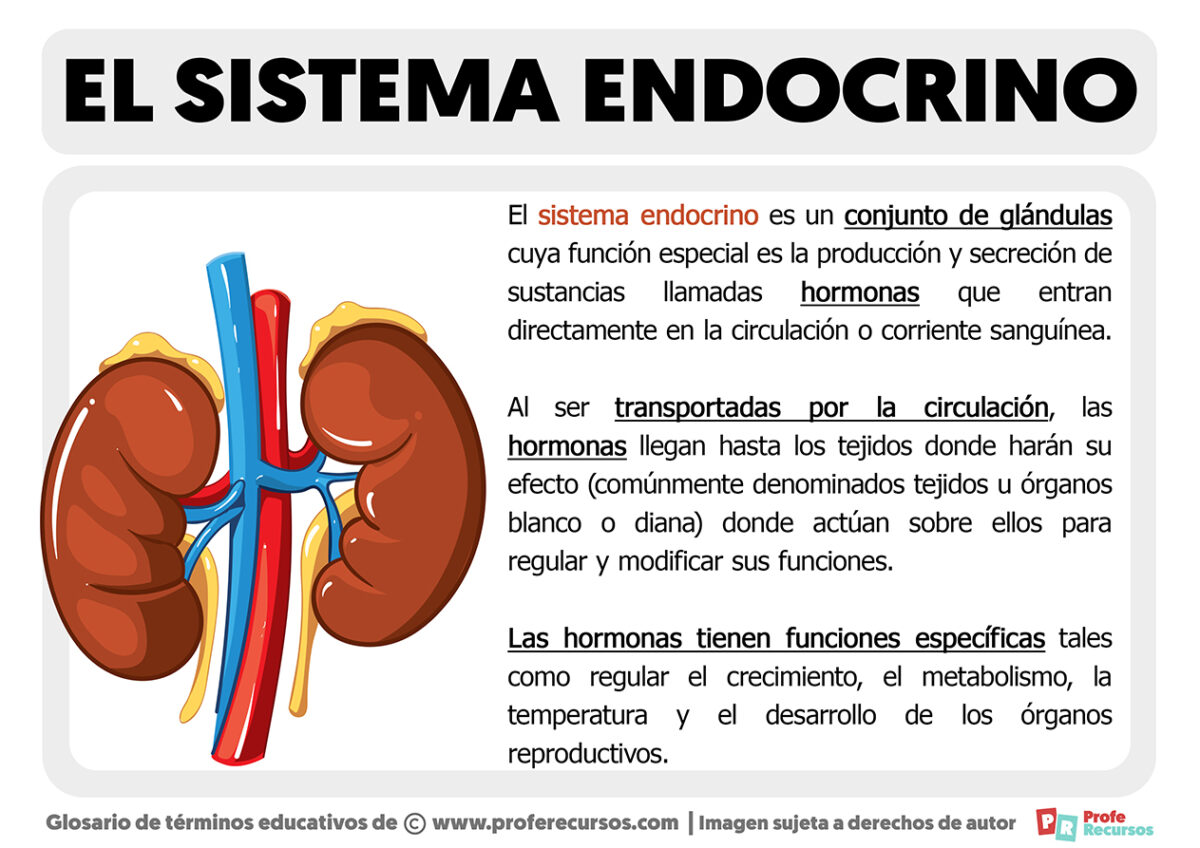 ¿qué Es El Sistema Endocrinoemk 0656