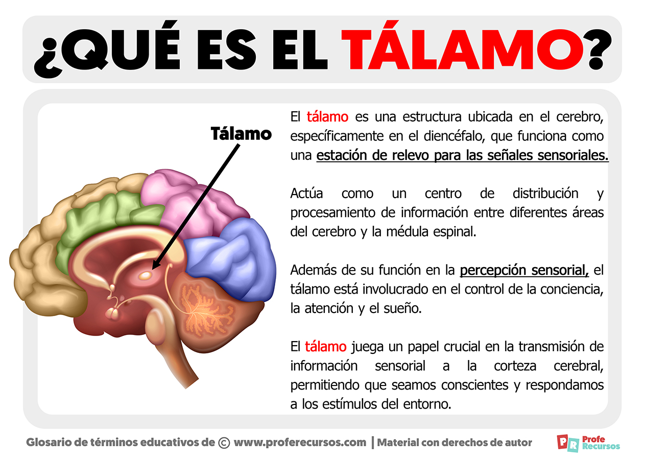 Que es el talamo