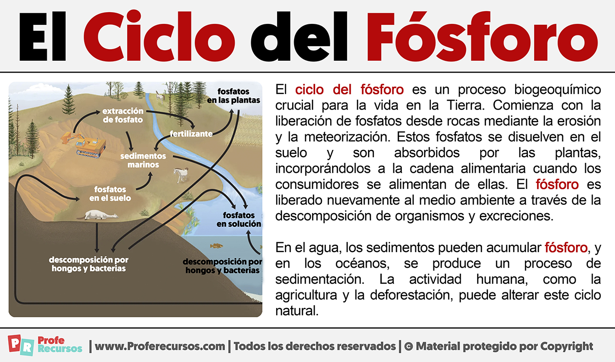 Que es el ciclo del fosforo