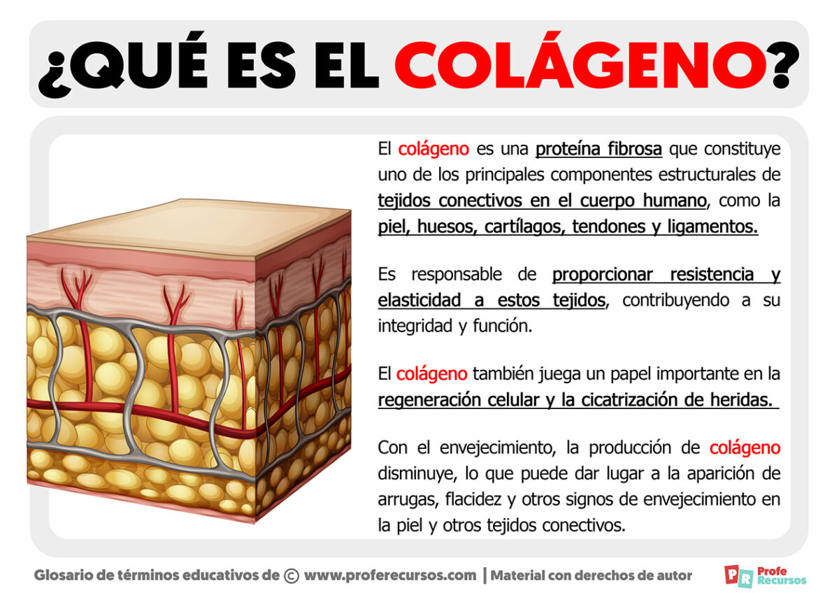 Qué Es El Colágeno Definición De Colágeno 5135