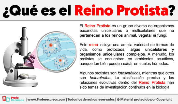 Qué es el Reino Protista