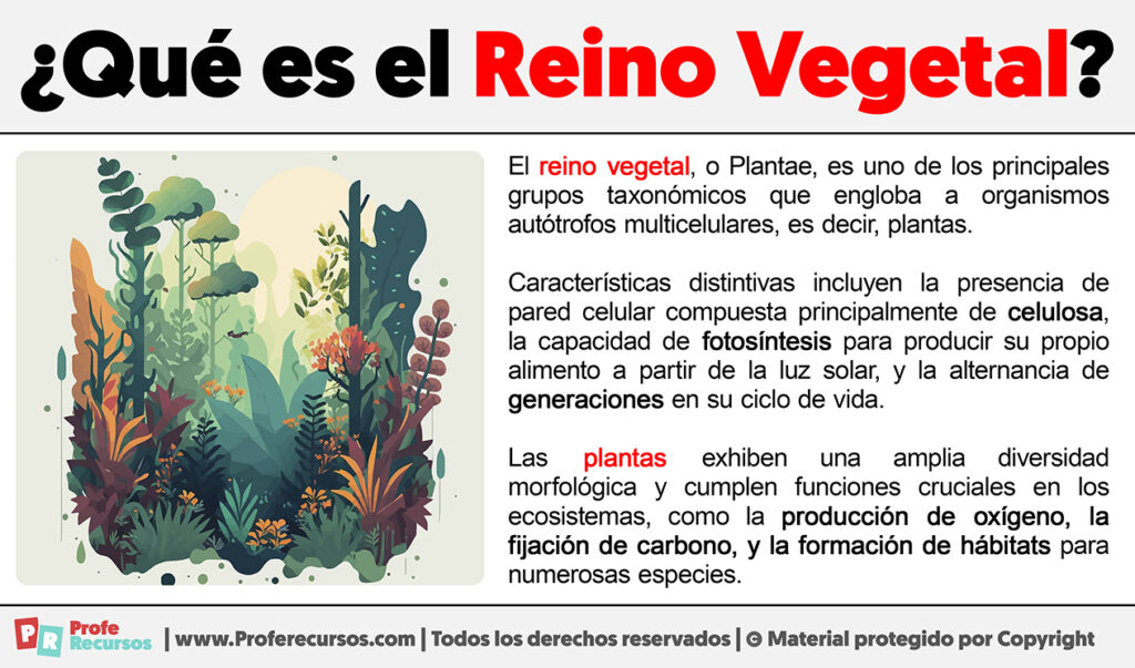 Qué Es El Reino Vegetal