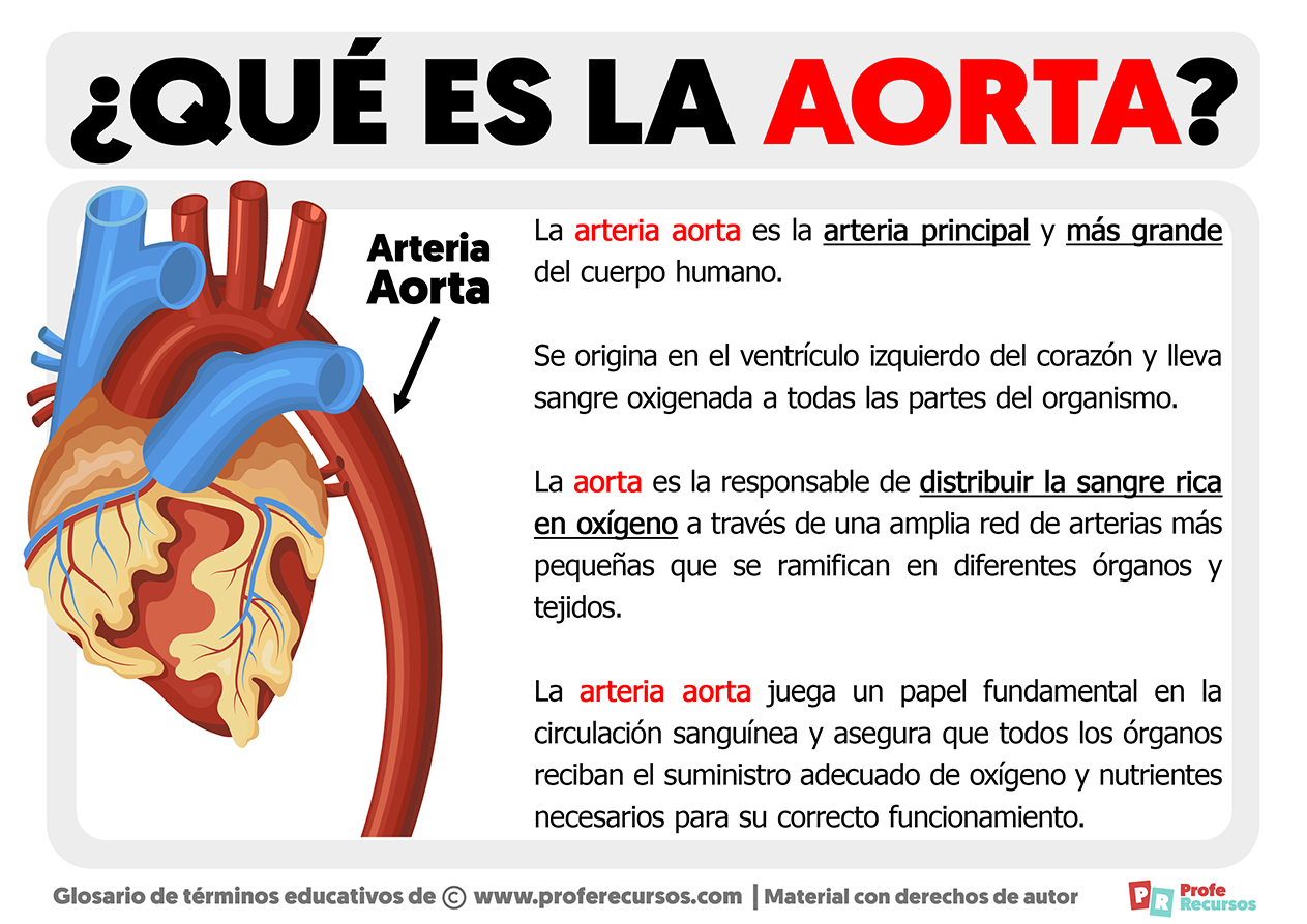 Que es la arteria aorta