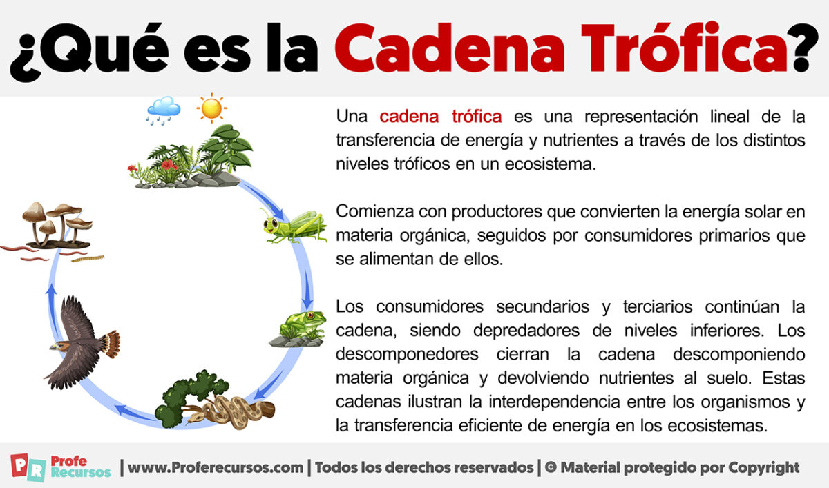 ¿qué Es La Cadena Trófica