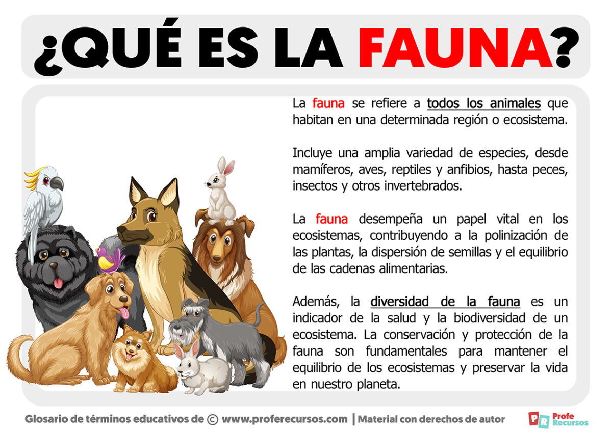 Qué Es La Fauna Definición De Fauna 0901