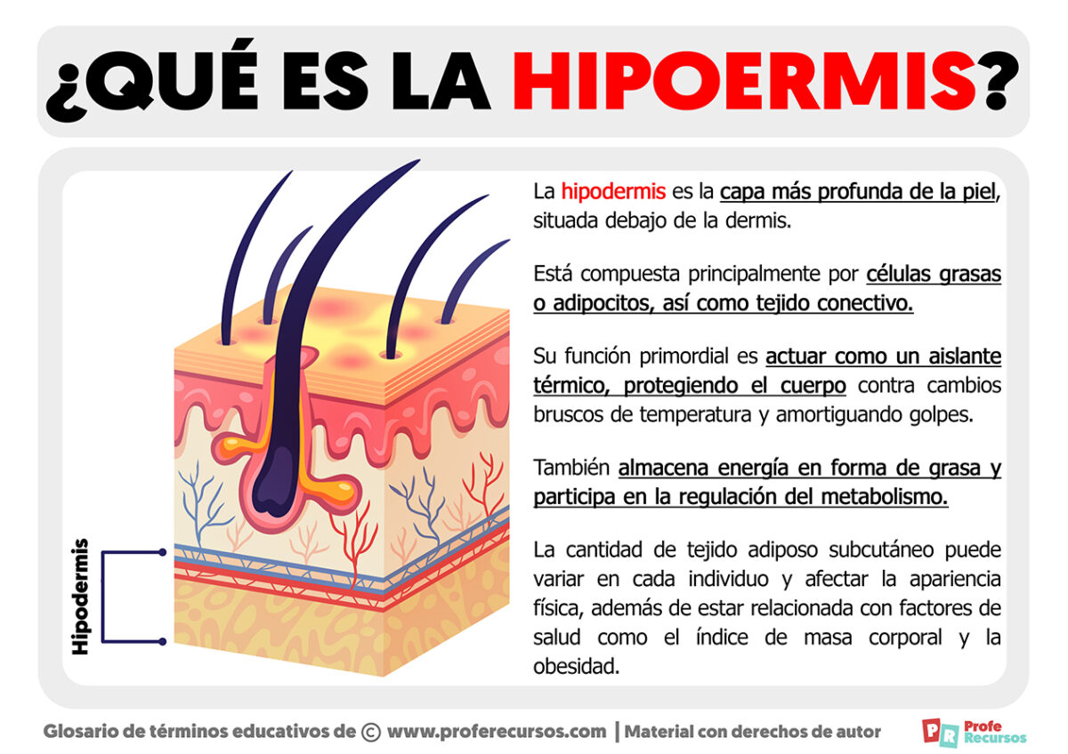 Qué es la Hipodermis | Definición de Hipodermis