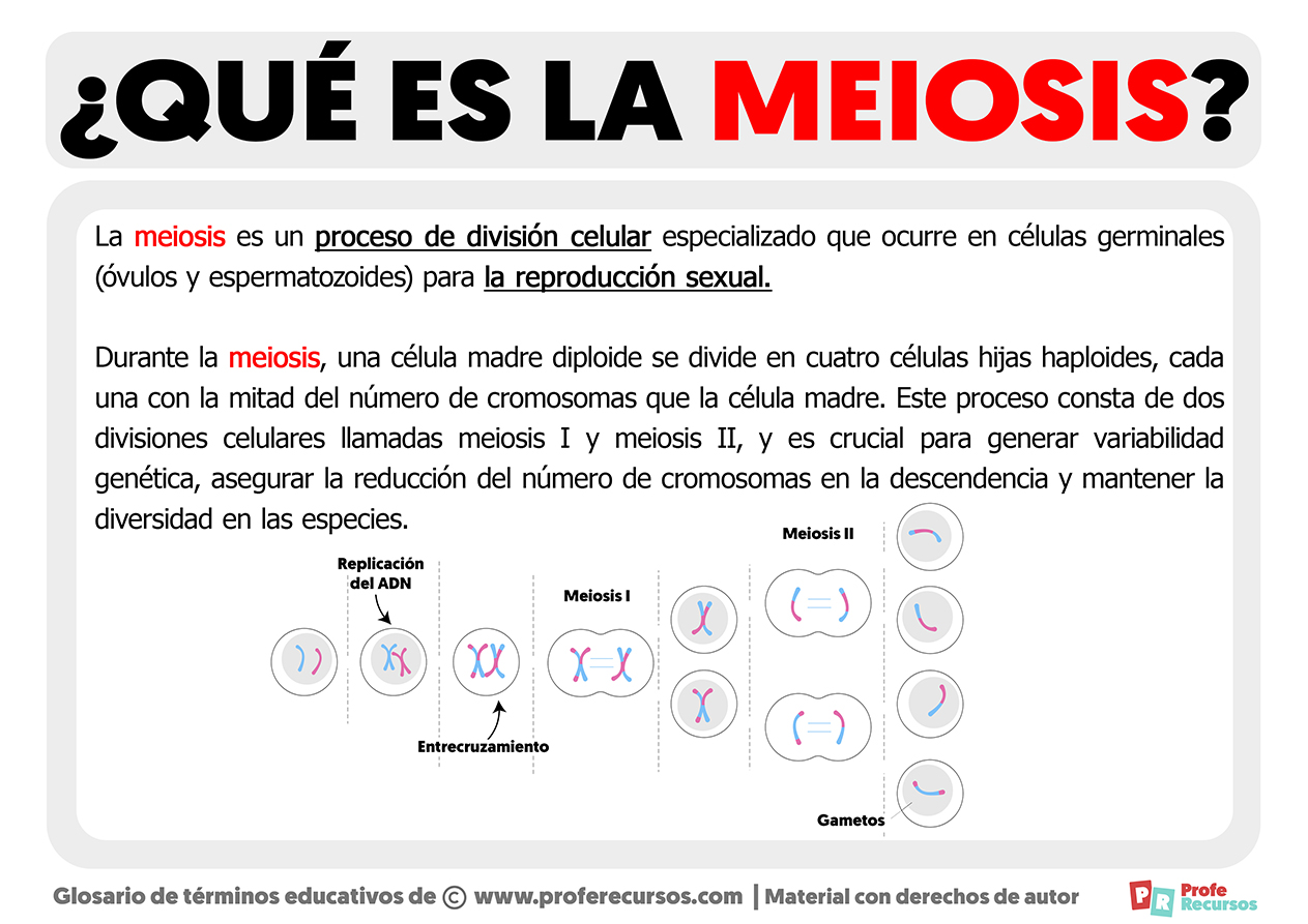 Que es la meiosis