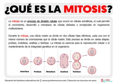 Qué Es La Mitosis | Definición De Mitosis