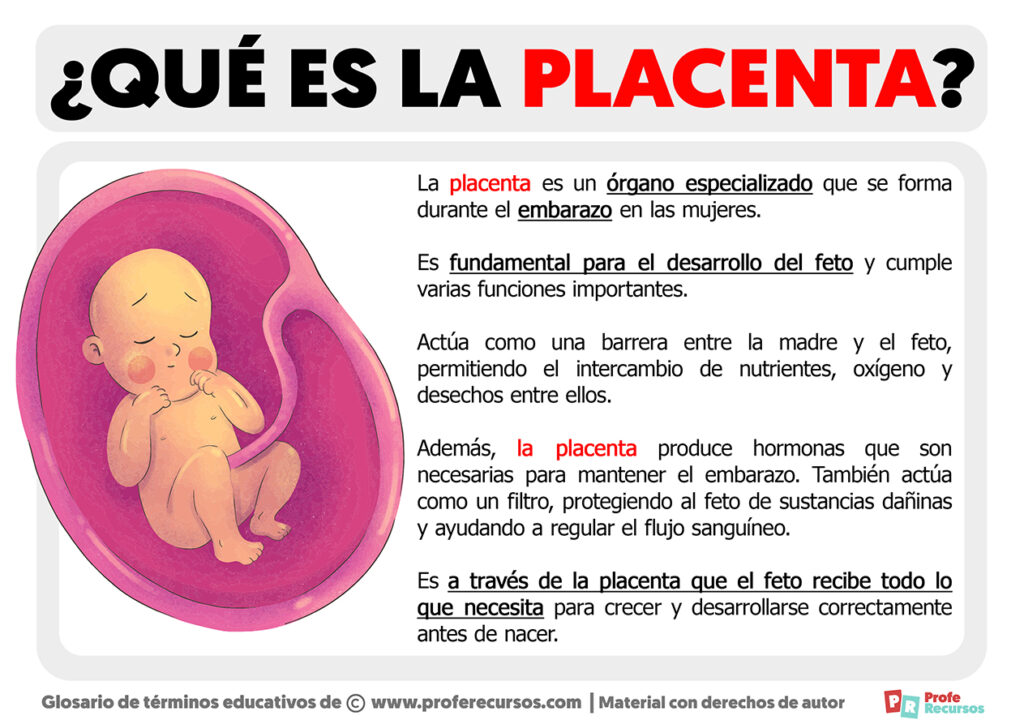 Qué Es La Placenta Definición De Placenta 