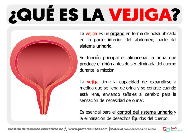 Qué Es La Vejiga Definición De Vejiga