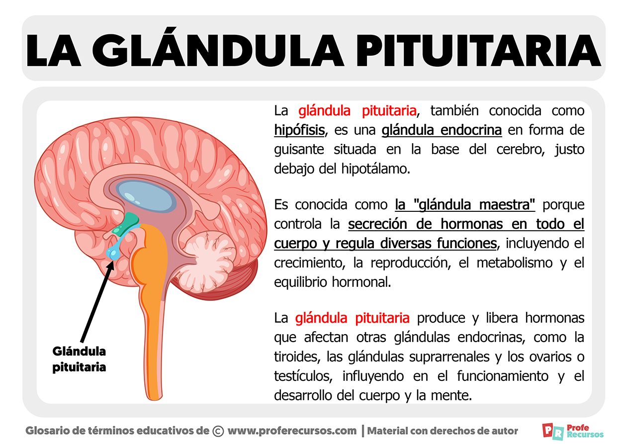 Que es la glandula pituitaria