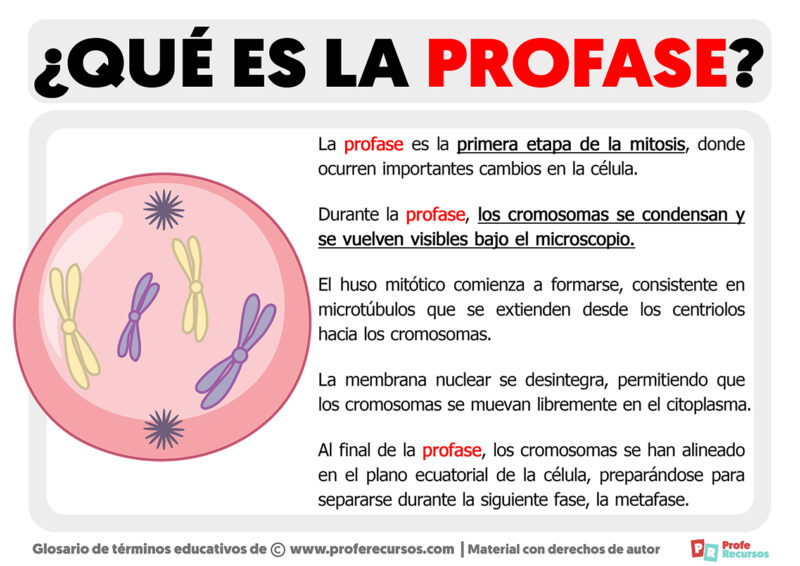 Qu Es La Profase