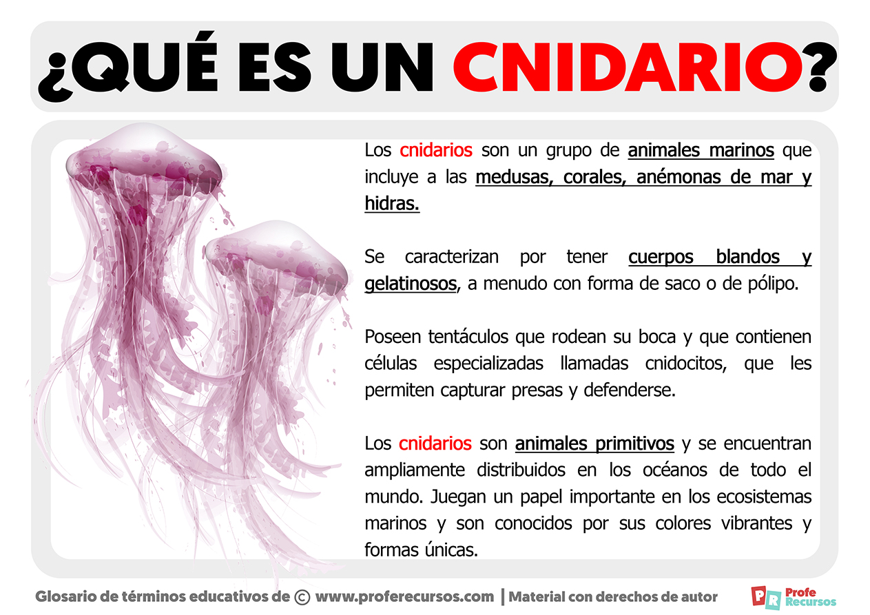 cnidocitos