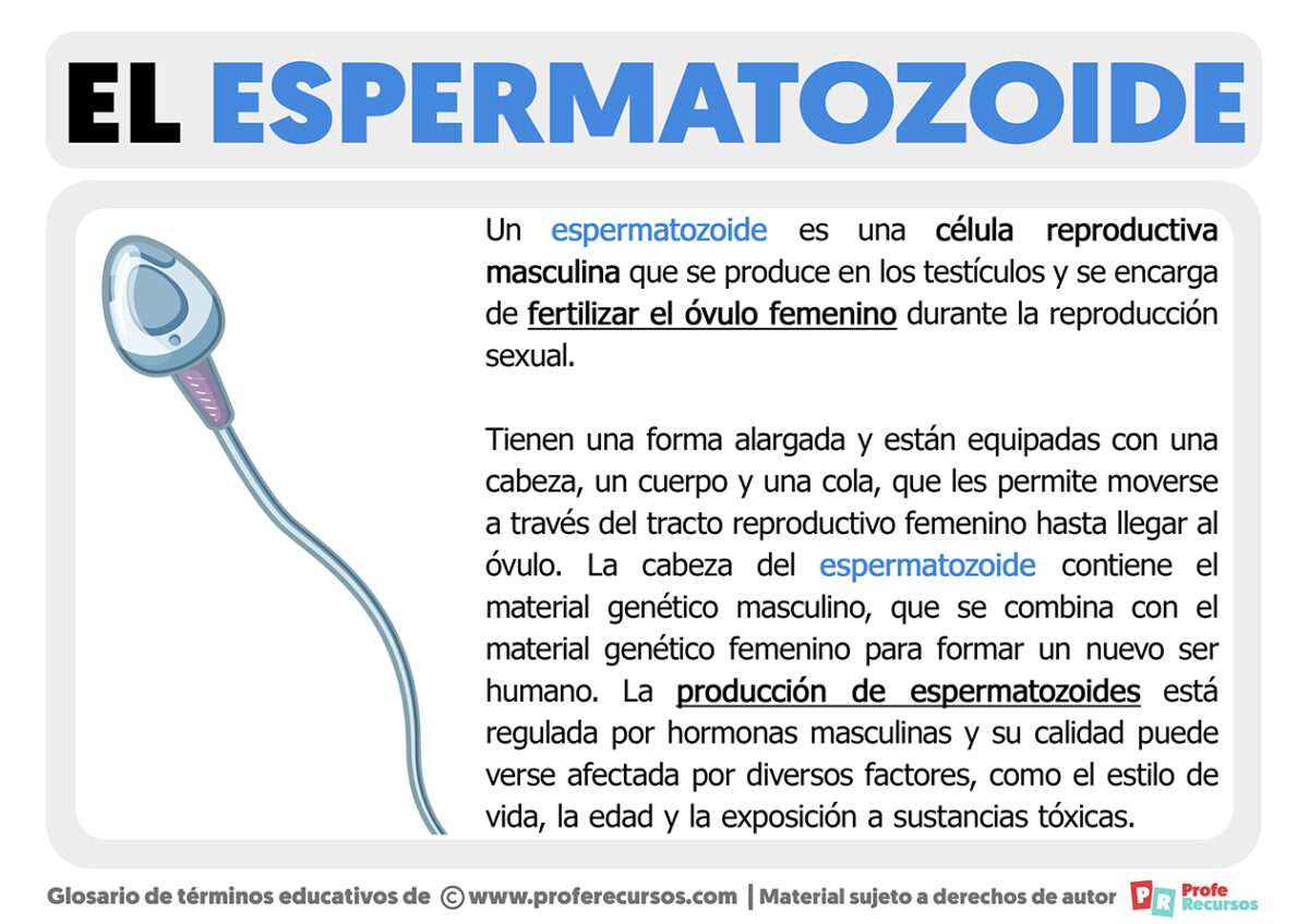 Qué Es Un Espermatozoide Estructura Y Función 8171