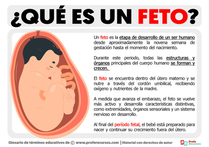 Qu Es Un Feto Definici N De Feto