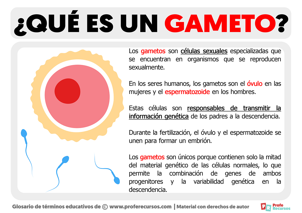 Qué Es Un Gameto Definición De Gameto