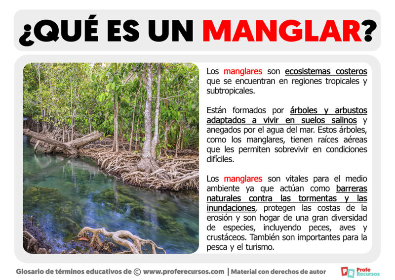 Qué Es Un Manglar | Definición De Manglar