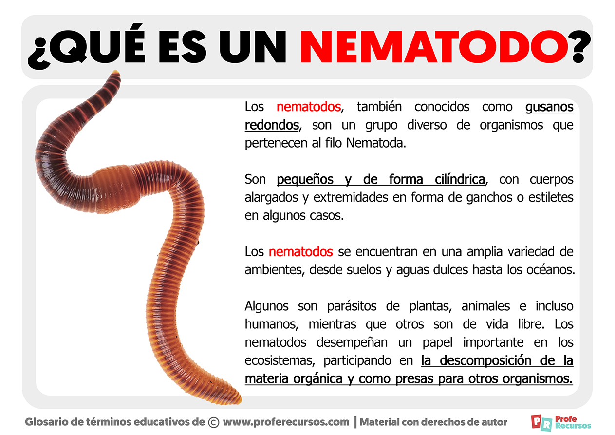 gusanos nematodos en humanos