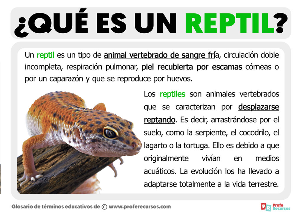 Que Es Un Reptil Definici N De Reptil